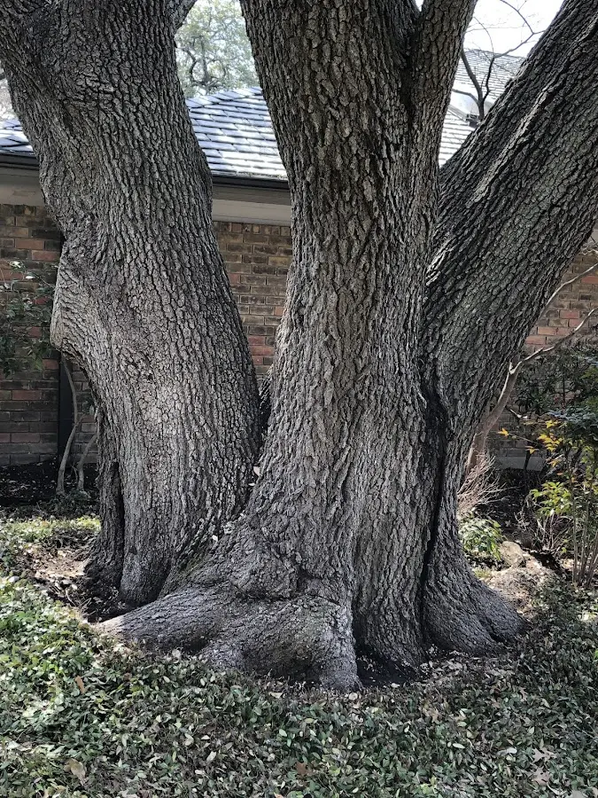 Mature heritage tree close to a Akiak property cared for by certified arborists